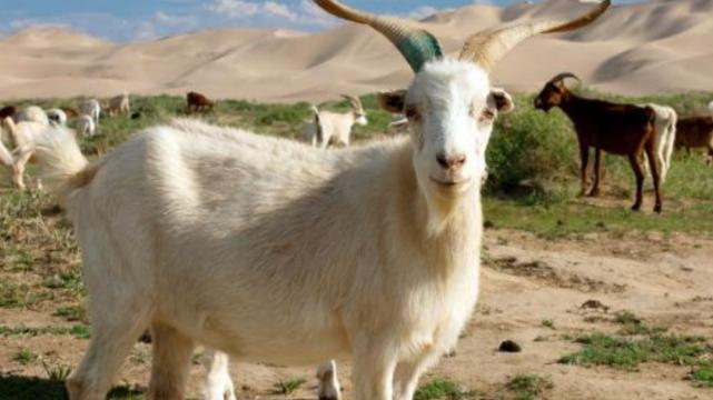 吉星|好运翻倍挡也挡不住，属羊人职场得到吉星高照，事业取得进步