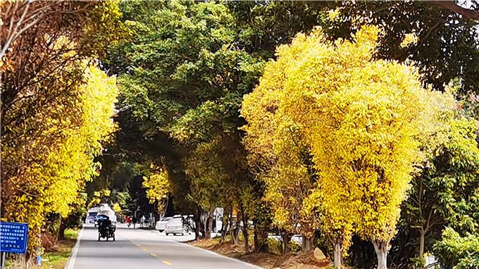 胡杨林|广州市增城区三江有一条“胡杨林”大道，纪录着冬春交季的美景