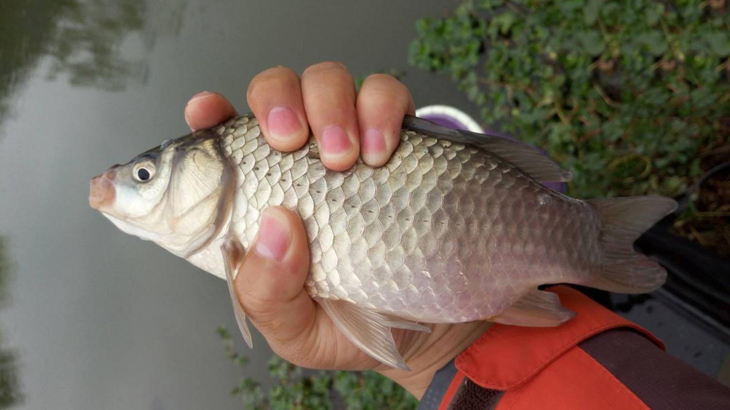 |想要野钓大鲫鱼时连竿爆护，应该掌握以下调漂和抓口诀窍