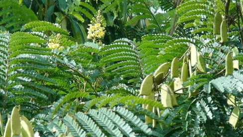 |女性30几岁就开始“闭经”？别急，用“它”泡水喝轻松搞定！