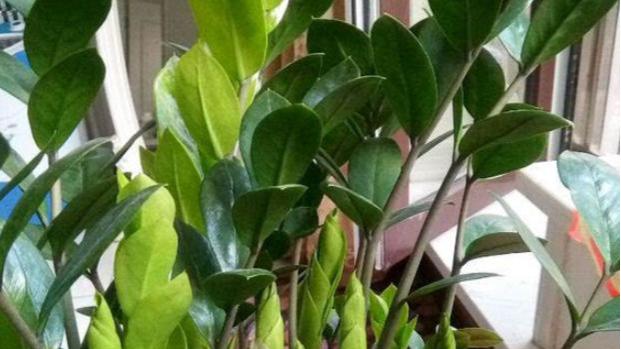 客厅养树选这款“树”，不挑剔好养活，进门就可呼吸到干净空气