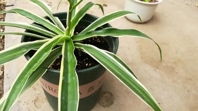 我家卫生间被一种植物“占领”了……