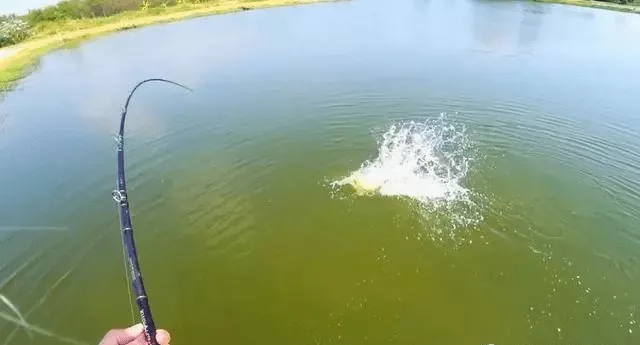 钓鱼|春钓鲫鱼，钓鱼点的河水有这几种“特征”，里面有大鱼群