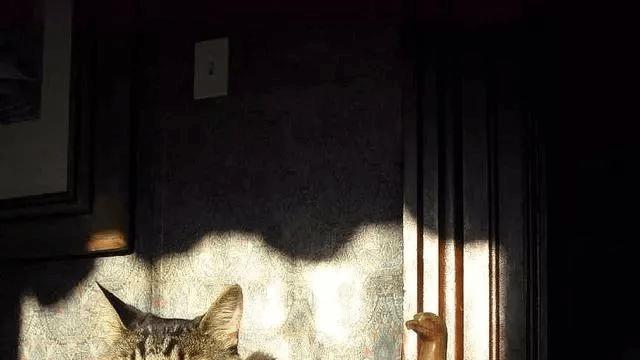 猫咪为什么喜欢晒太阳，这些原因你知道吗？