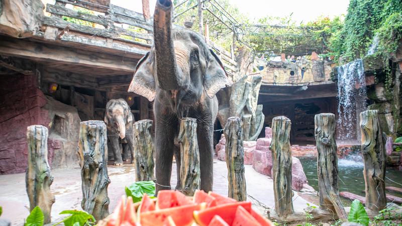 广东地表超70℃！长鹿动物消暑有“凉”方