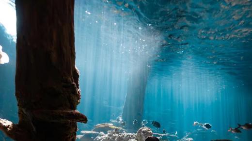 潜水旅游成热宠，长鹿美人鱼总动员来了！