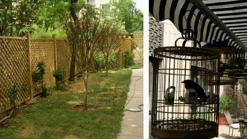 杨幂|杨幂晒豪宅，拿整个院子给老爸种菜养花，堪称娱乐圈一股清流