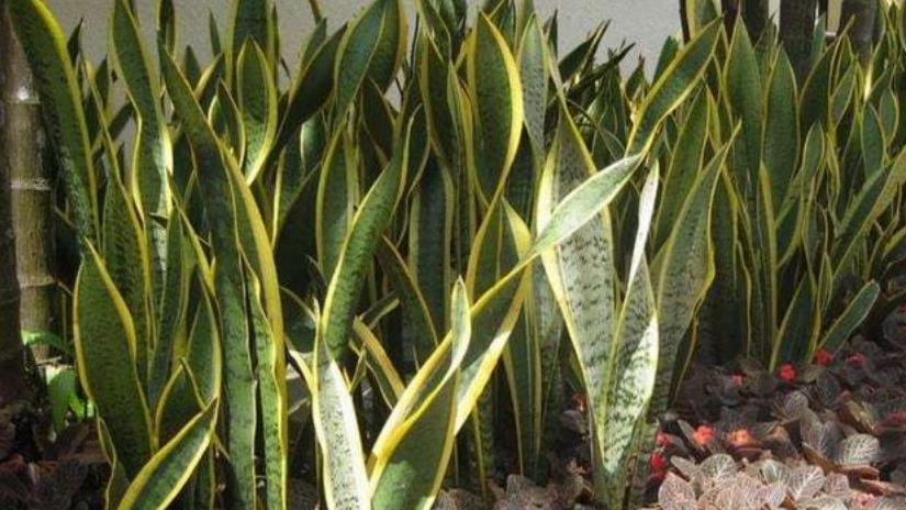 卧室摆上5种漂亮花，改善空气有助睡眠，一次养10盆也不嫌多