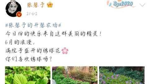 张馨予|张馨予太贤惠了：自家种桃子大丰收，白里透红好诱人，网友喊话想吃