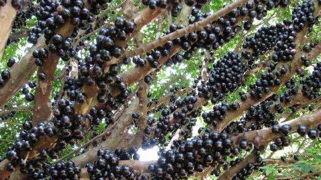 黑色素瘤|8种最“丑”的水果， 却卖得最“贵”， 吃过3种以上的算贵族