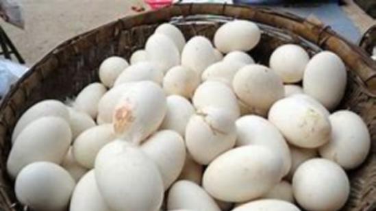 养生|吃鹅的人很多，但为什么吃鹅蛋很少见，也很难看到有鹅蛋卖