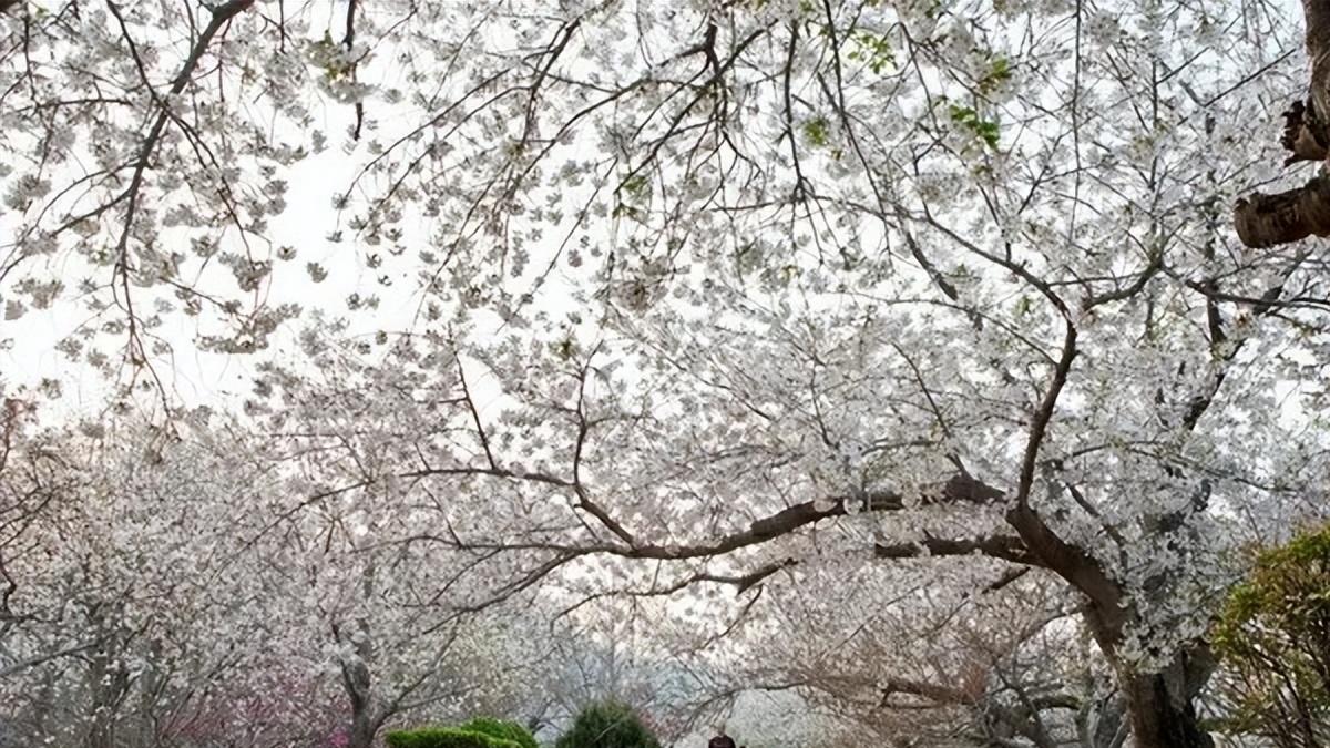 |最美大连，著名景区龙王塘，开满樱花的樱花园