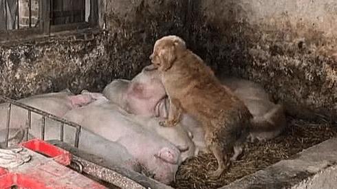 狗狗经常溜进猪圈，主人觉得事情不简单，跟过去一看，瞬间笑翻了