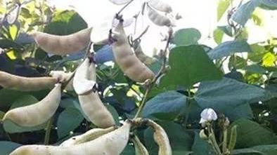 蔬菜中的健脾第一名