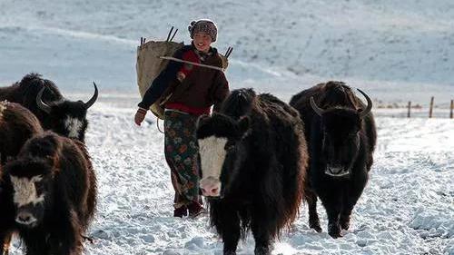 呼伦贝尔|西藏野牦牛闯入牧民家中，喂饱喝足后仍赖着不走，原来是为了爱情