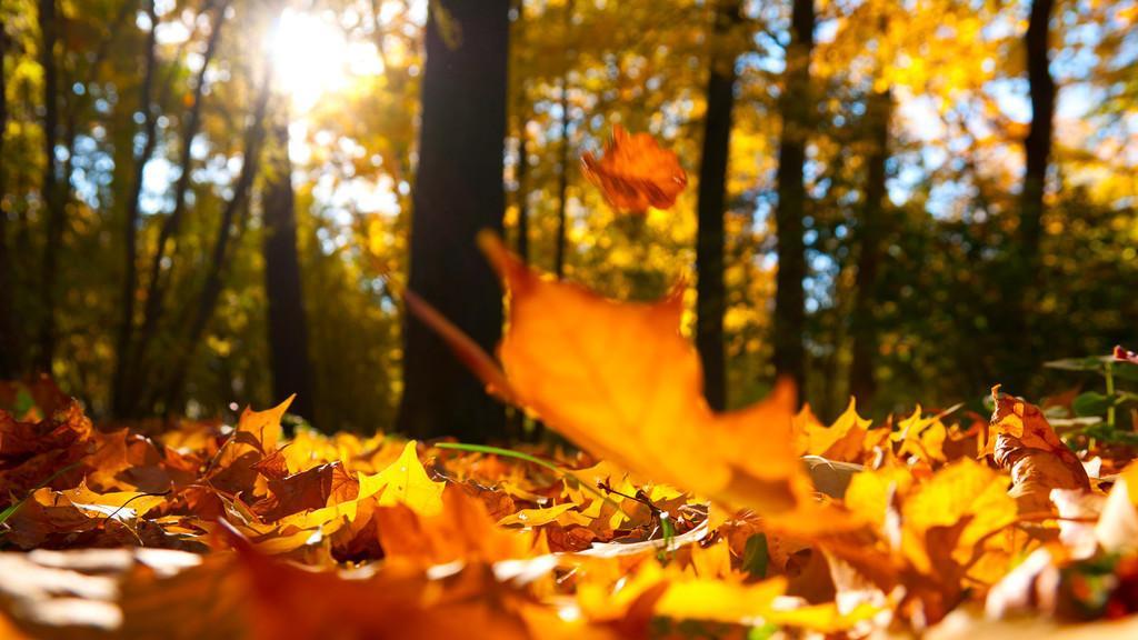 晚年一首《登高》，道尽了杜甫人生的凄凉与失意