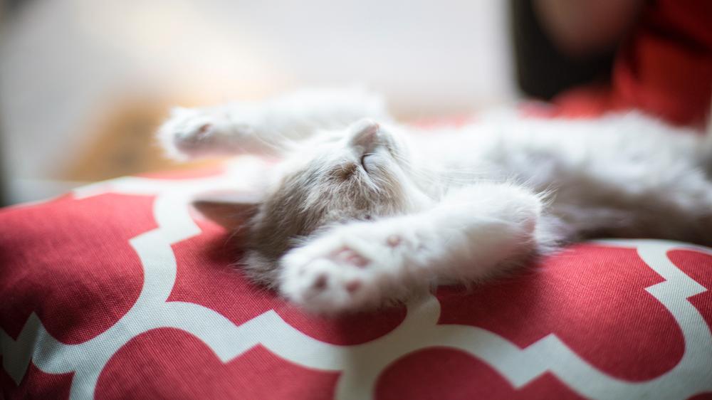 宠物摄影的6个技巧，教你拍出好看的宠物照片！