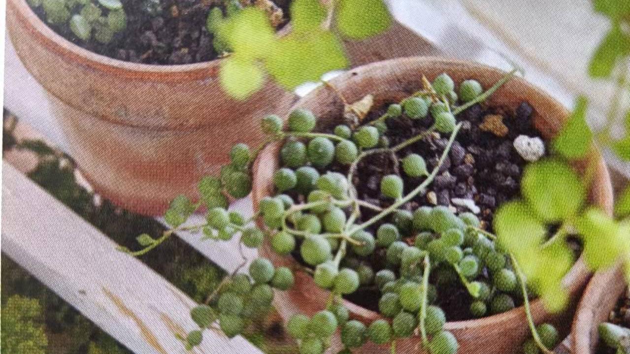 阳台花朵打造“最美阳台”的技巧