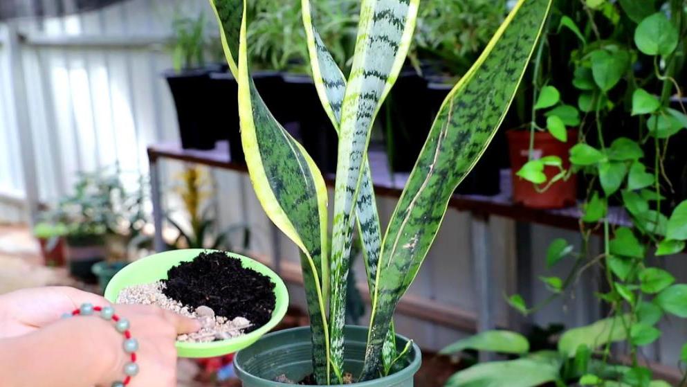 3种花定要在卧室养几盆，好养好看吸甲醛，还能睡个安稳觉