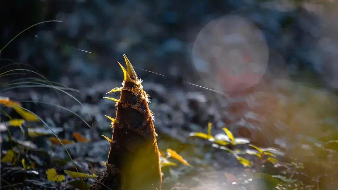 【三农百科】蔬中一绝你知道指的是哪一种蔬菜吗？