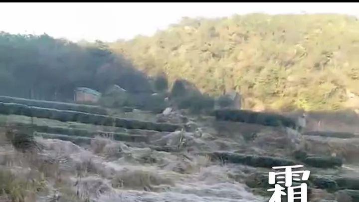 鸭血|毫香浓馥，四年陈老白茶应该是什么滋味？2018白毫银针告诉你答案