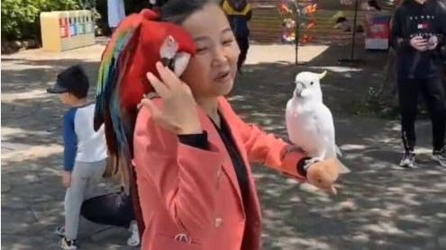 鹦鹉|孙海洋一家游华侨城，孙辉被鹦鹉啄哭，孙卓和爸爸坐过山车好温馨