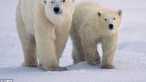 完美匹配：喜马拉雅雪人毛发DNA与灭绝北极熊