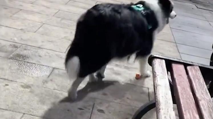 山东省|山东一女子遛狗遇狗捡东西吃，反应引人争议，养狗人士却称干得好