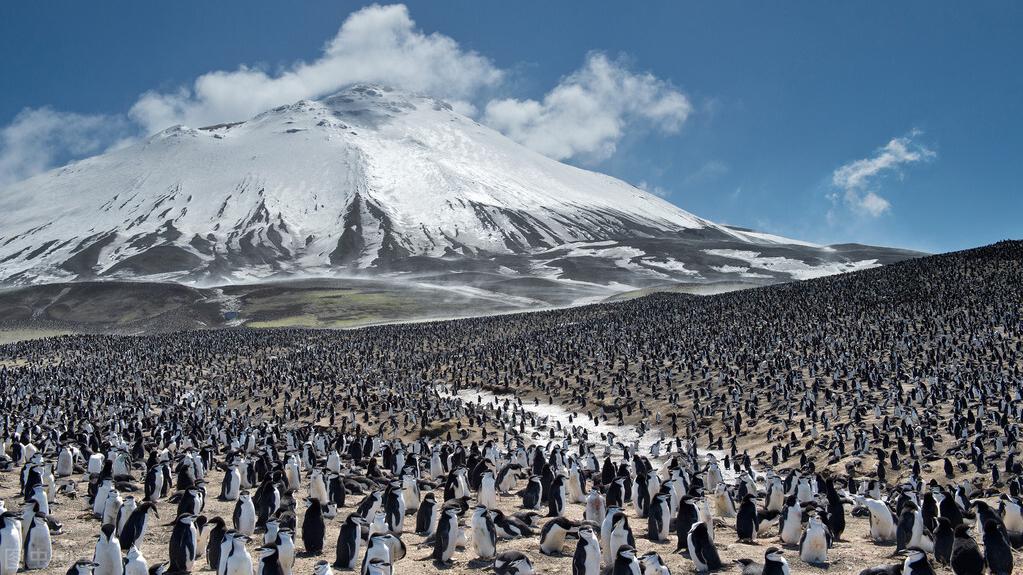 北京市|游天下美景001南极洲(19) 世界上最大的企鹅栖息地——扎沃多夫斯基岛