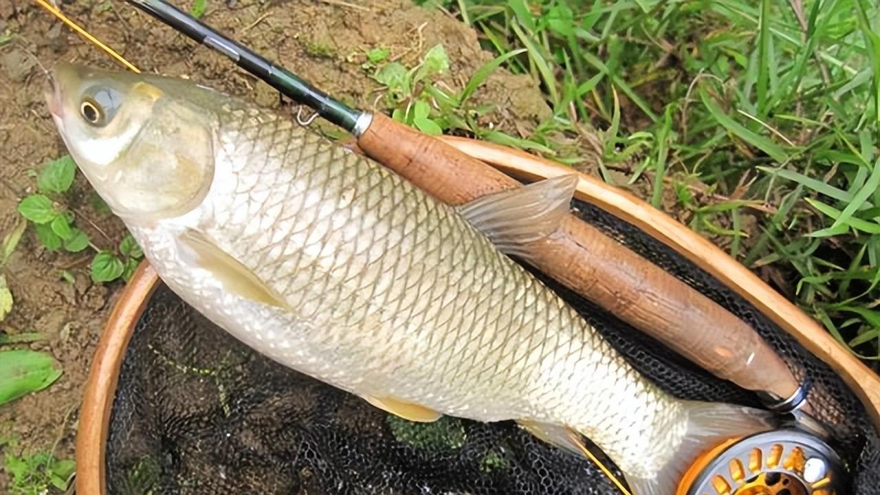 空军|钓草鱼的季节来了！推荐几种好用的鱼饵，“大草”见了很爱吃