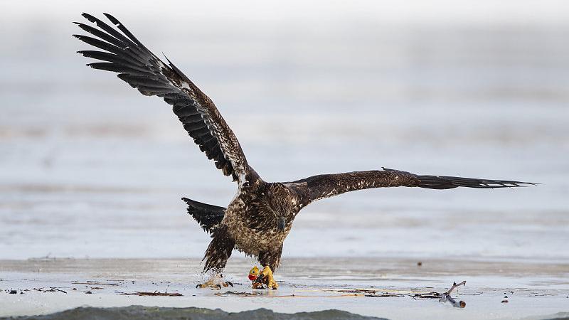 小姐姐|中晚年财富大利，福禄不缺的生肖
