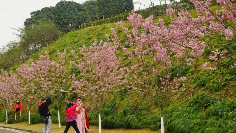 重庆|今春“最后的樱花”开啦，错过再等一年！