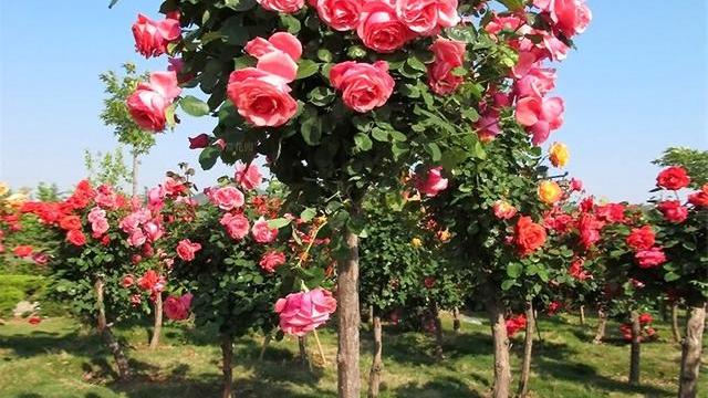 树状月季花香浓、花期长、花色多，是装饰庭院的不二选择