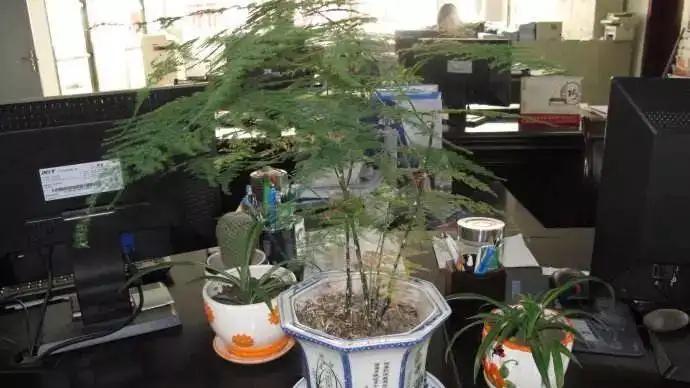 办公室|龙吟师傅教你布置办公环境的植物