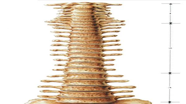 疾病|为什么说人要老，脊柱先老？