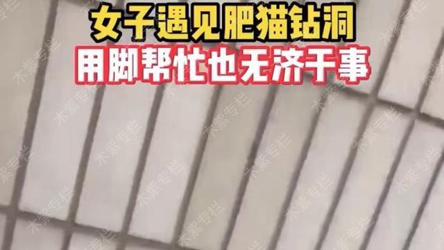 高峰 肥猫钻洞进不去，女子用脚帮忙也无济于事，网友着急：它是想出来