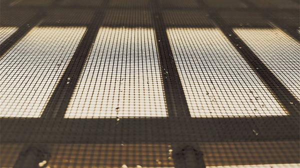 黄芪|最全夏天各类蚊虫驱除指南，建议收藏