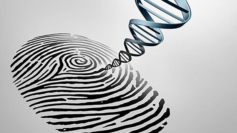 我国科学家发现指纹与基因相关联