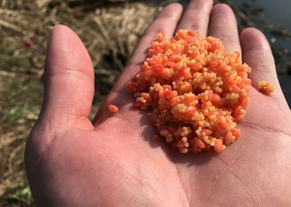 花甲|这几种小药在家也能做，冬钓时加上一些，渔获也就两三盆