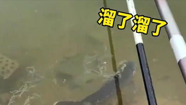 水库|男子在水库边垂钓无果，鱼儿却从他面前游过，网友：赤裸裸的挑衅