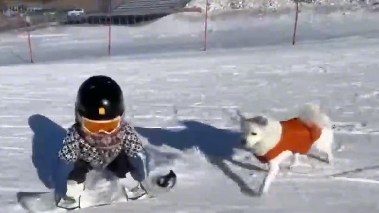 张艺谋|她的滑雪视频一夜走红，张艺谋一眼相中，年仅1岁萌娃亮相出圈！