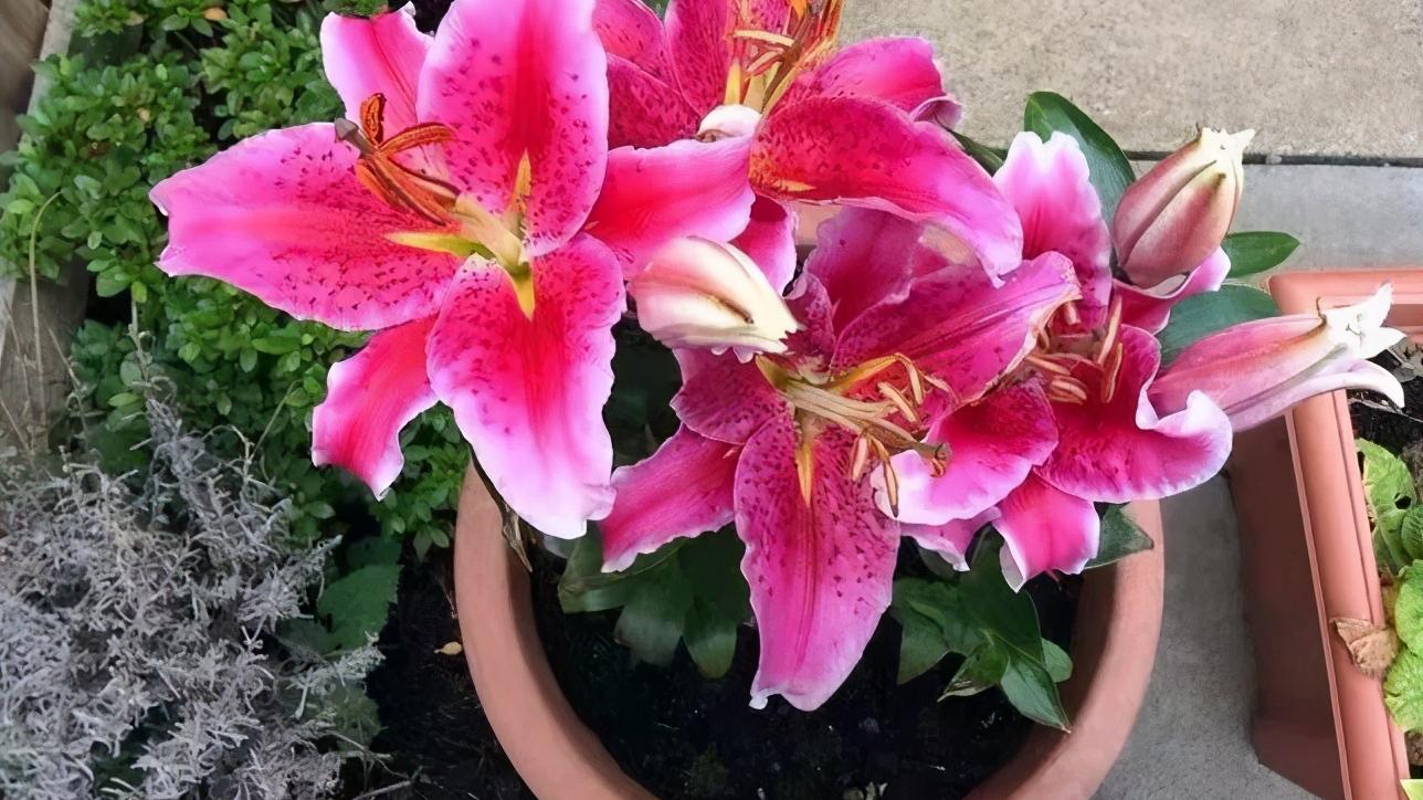 卧室千万别养这5种花，闻着就头晕