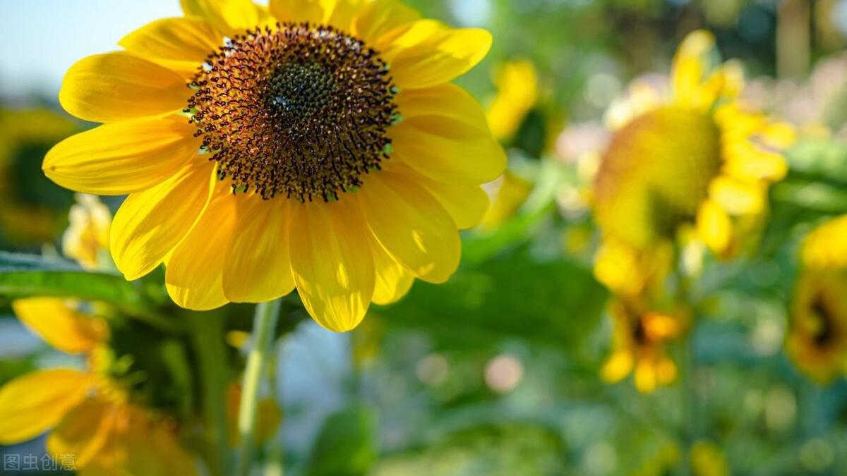 |没有人，忙到不会看手机，该懂的都懂