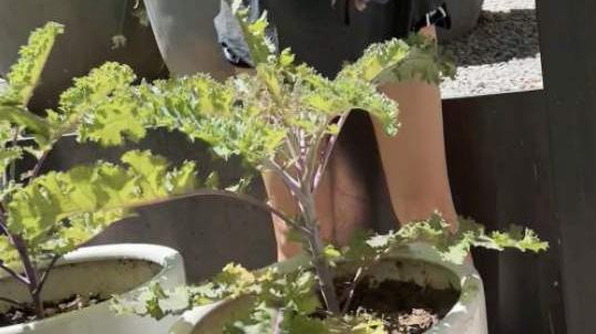 章子怡|章子怡现身菜园和孩子悠闲种菜，43岁身材不走样，一条短裤一万六