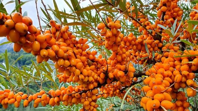 胃黏膜|胃黏膜的“保护伞”找到，没事吃一点，修复胃黏膜，养护更暖胃