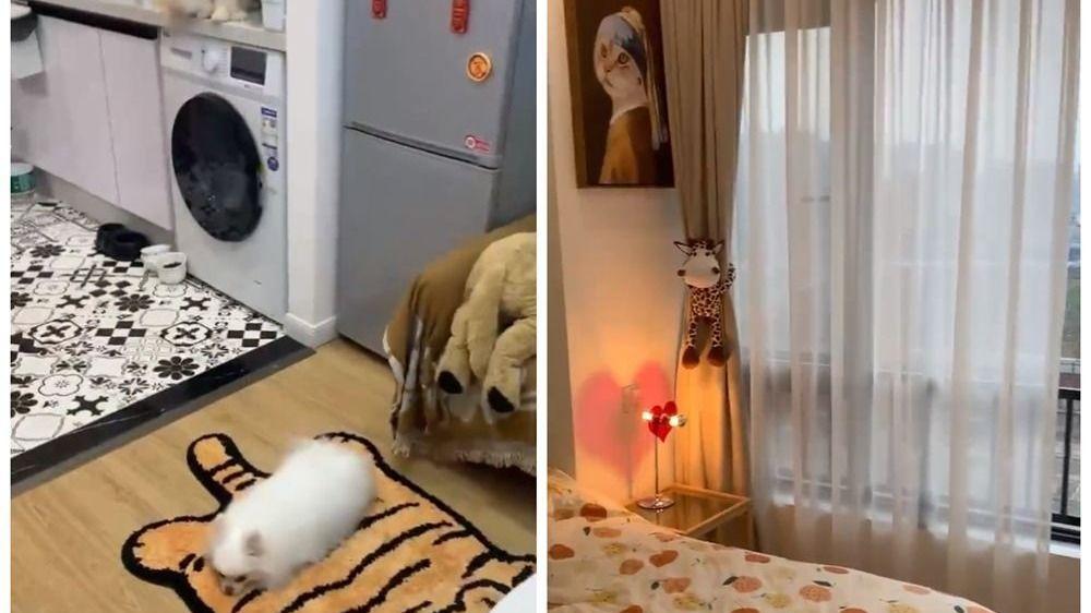 姑娘买下24m2蜗居，装修成1室1厅1厨1卫的独居小家，也太舒适了