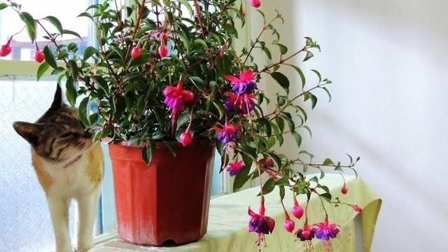 客厅里养花，尽量不要选这4种，控制不住株型，会越长越难看