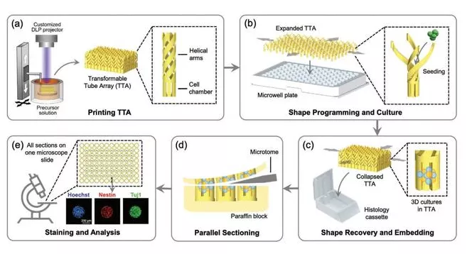 微信|陈根：4D打印，成为研发新药高效工具