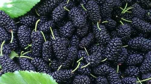 安神|6种改善失眠的食物，养心、安神、促进睡眠