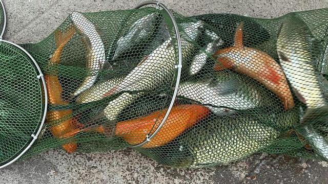 |一天钓几十斤鱼却从不吃一条？深圳钓鱼人：观澜河的鱼谁敢吃